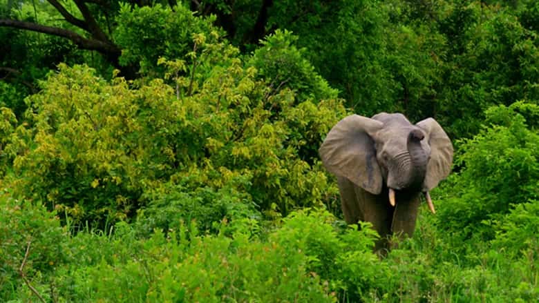 The Grand Ghana Tour