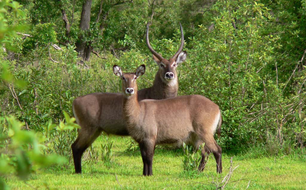 Safari au parc national de Mole