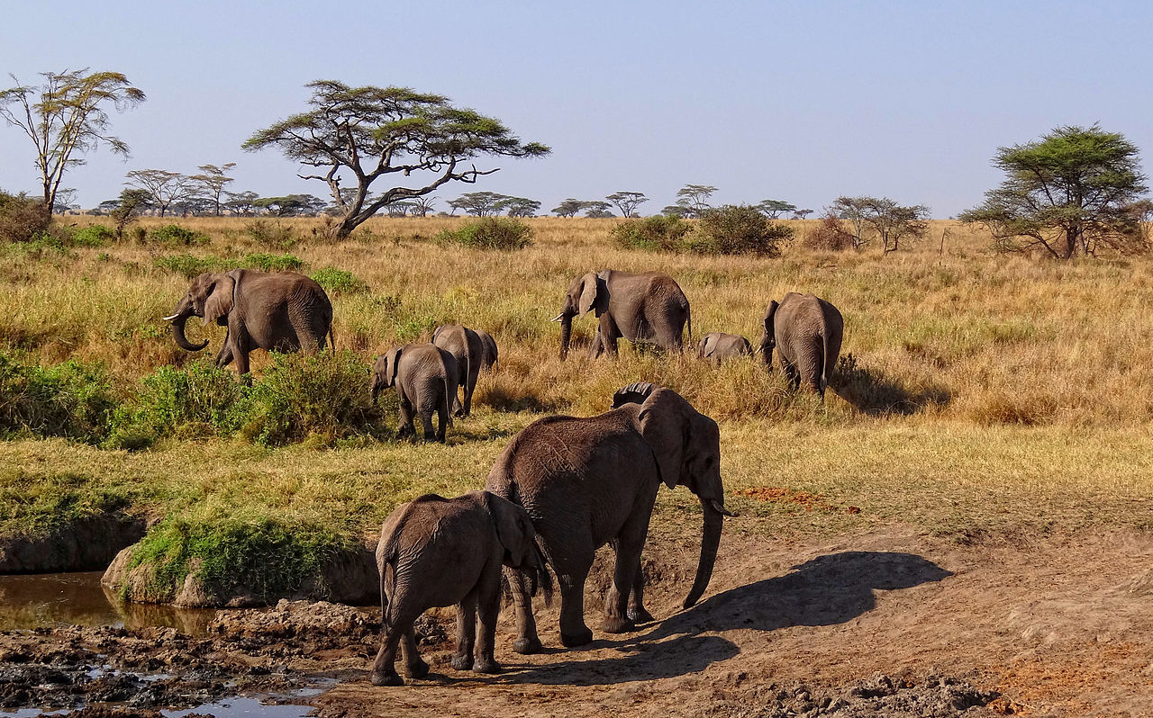 1280px-Serengeti-African-Elephants